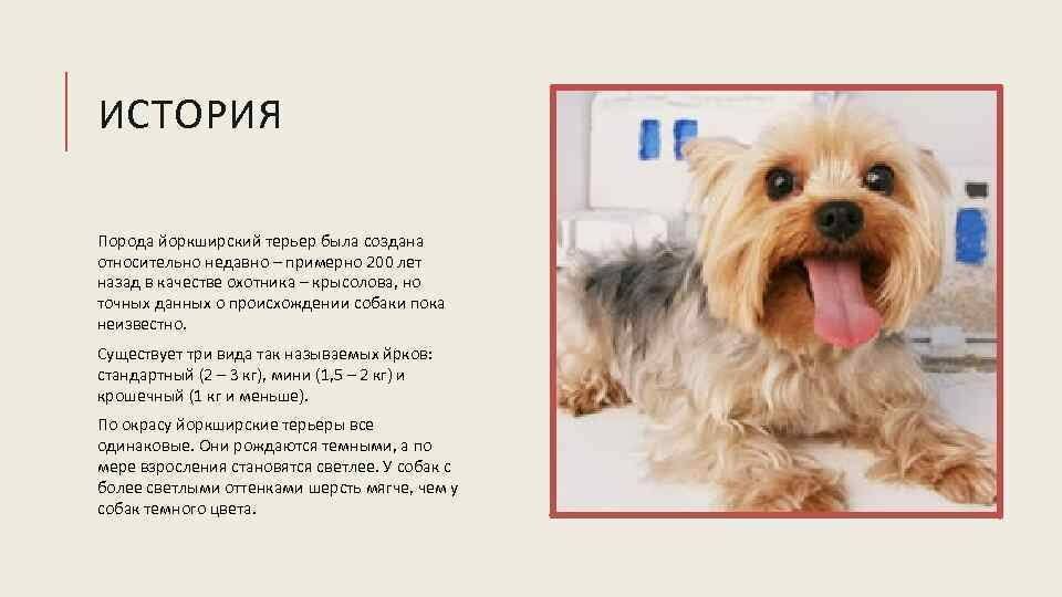 Воспитание йоркширского терьера – основы мастерства