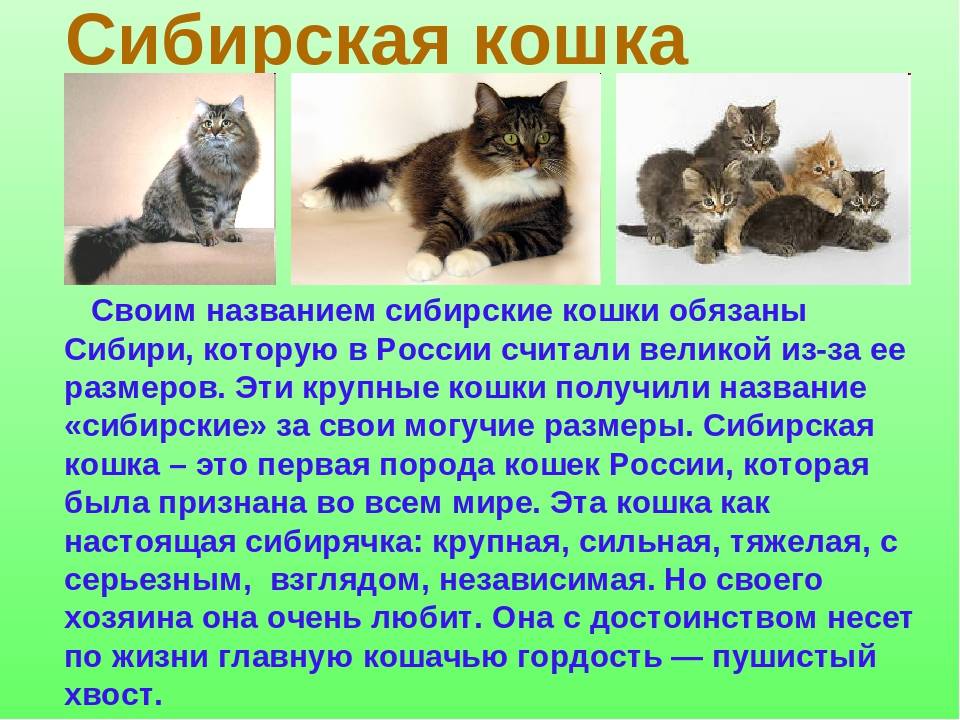 1. история породы. сибирские кошки