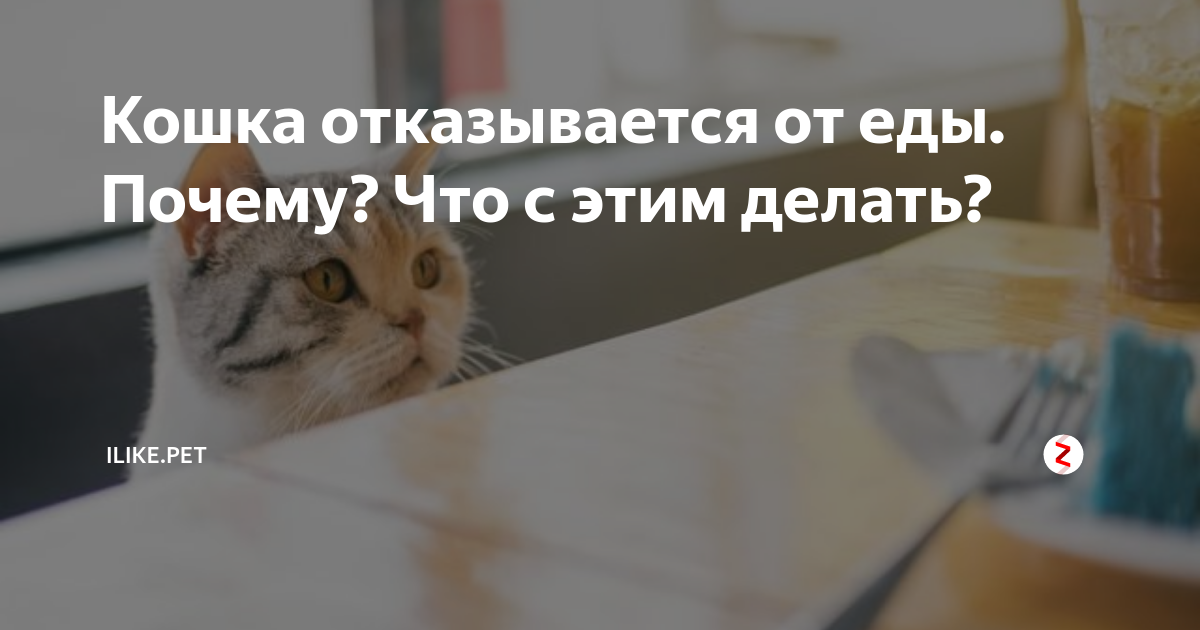 Почему кот может отказываеться от еды