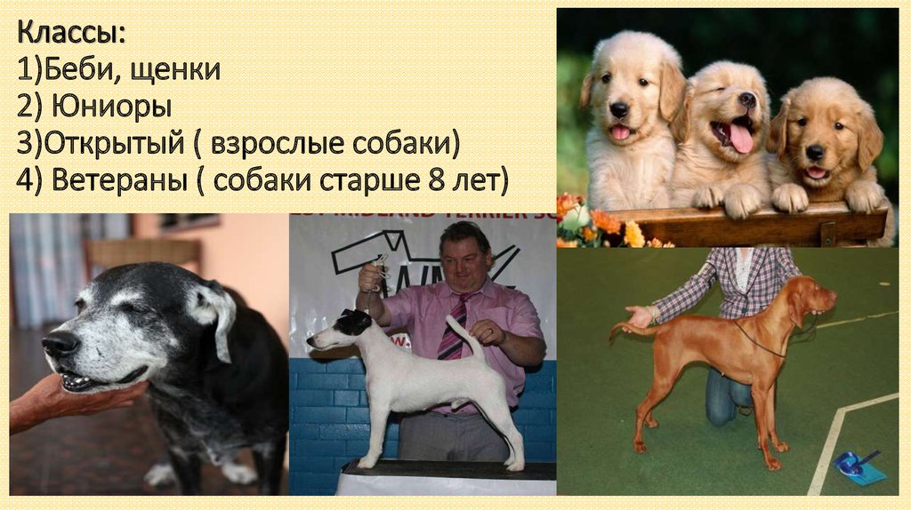 Классификация пород собак в системе кинологических организаций