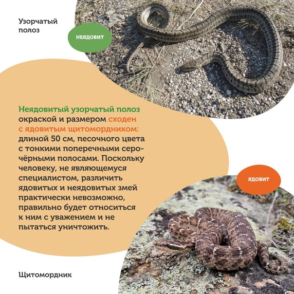 Узорчатый полоз