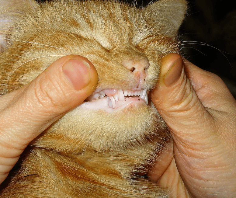 Выпадают ли и когда у кошек молочные зубы
