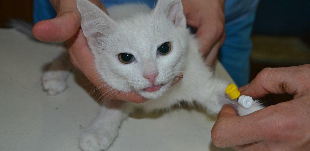 Гемобартонеллез кошек: раскрываем тайны загадочной инфекции