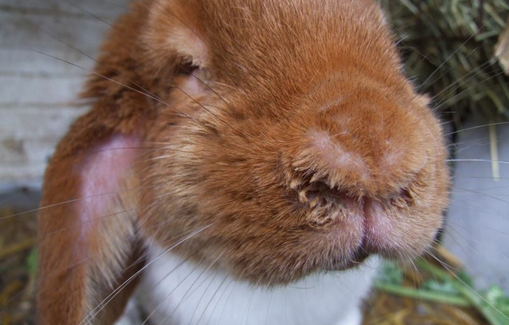 У кроликов в ушах болячки: чем лечить коросты и болезни