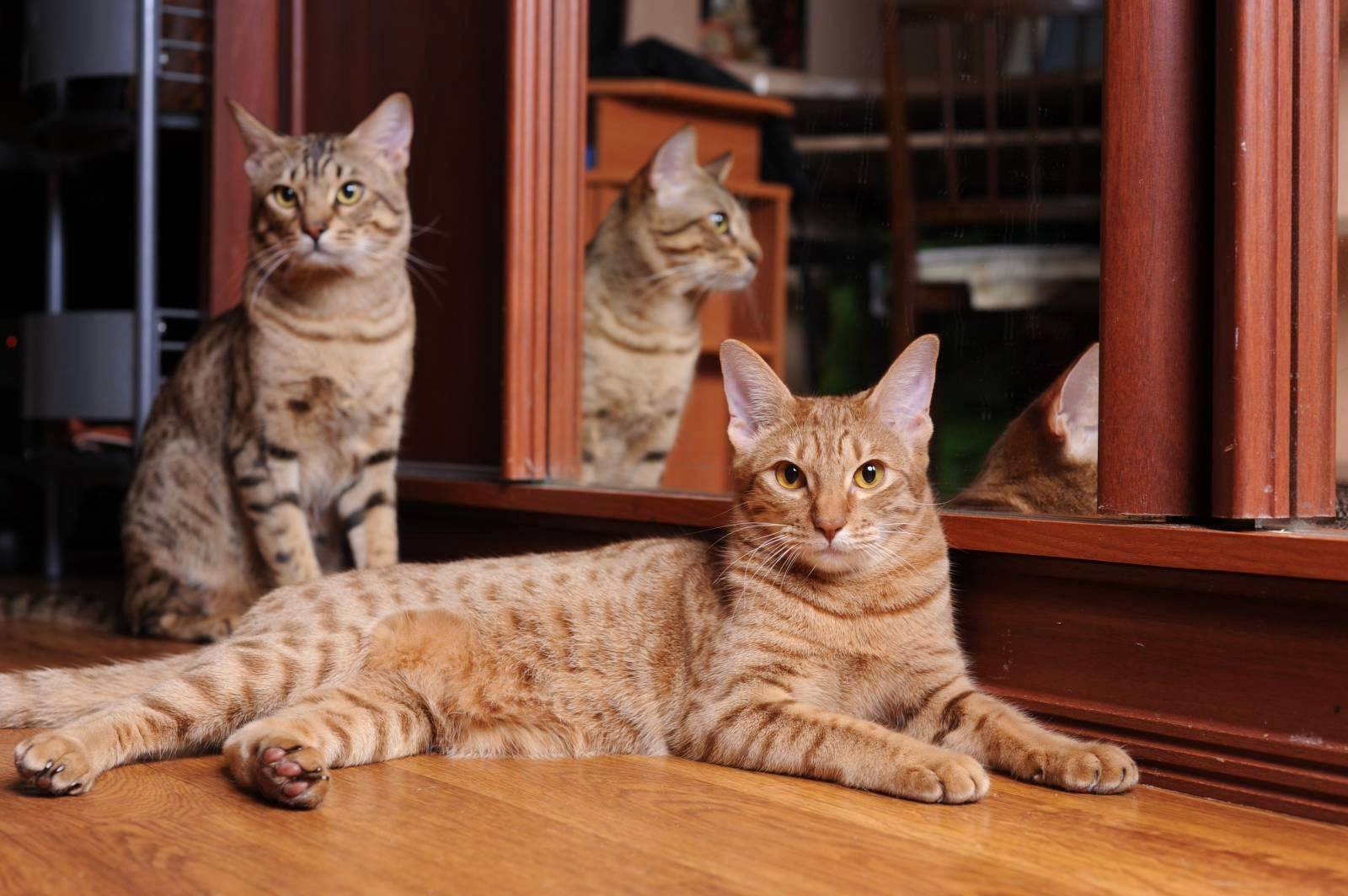 Оцикет: 95 фото, характер и варианты выбора питания для кошек породы оцикет