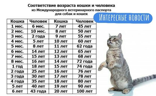 Как считается возраст у кошек по человеческим меркам таблица по годам фото