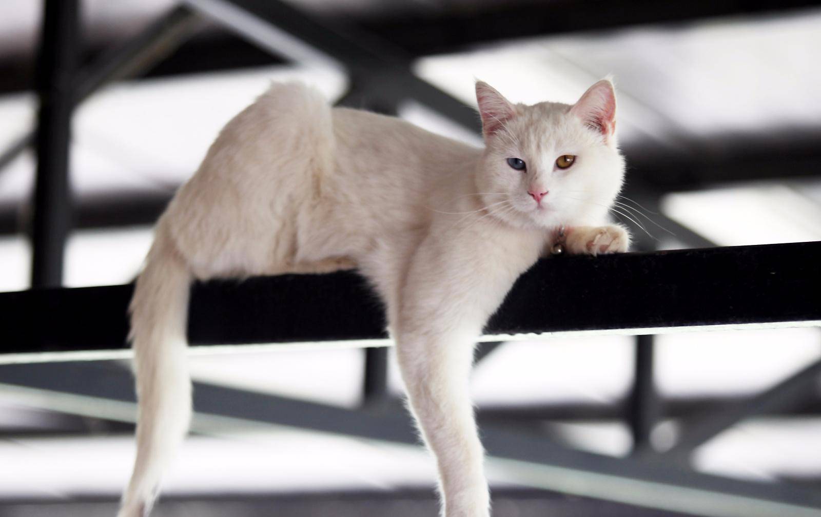 Анатолийская кошка: особенности животных этой турецкой породы, их характер, повадки и требования к уходу