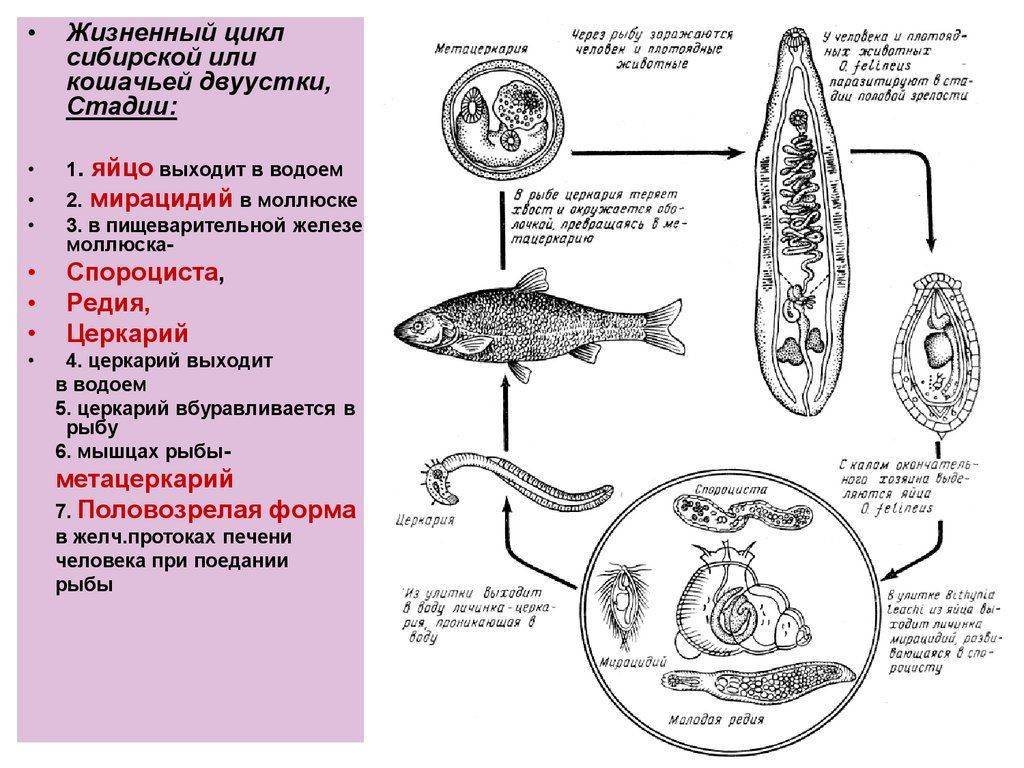 Описторхоз лечение у взрослых схема