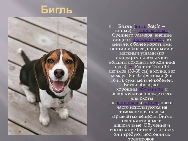 Порода собак бигль: описание породы с фото, характер и отзывы