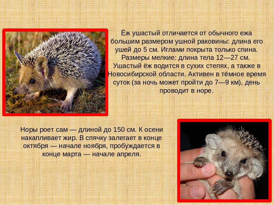 Ушастый еж