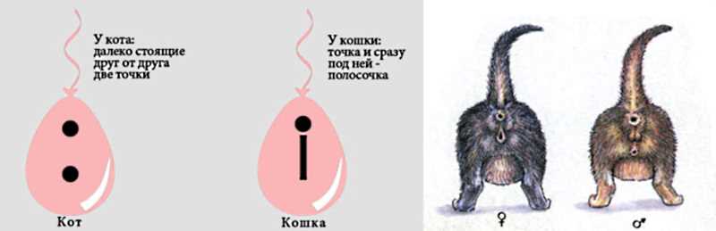 Как определить пол котенка?