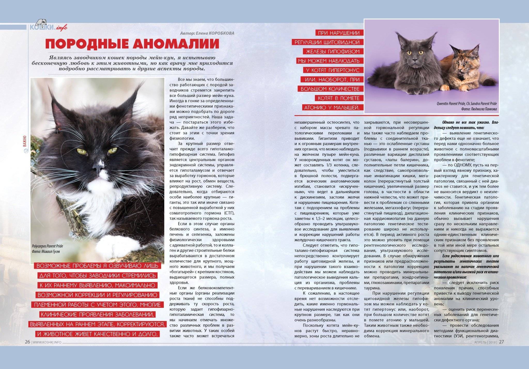 Болезни мейн-кунов: когда кастрировать и прививать