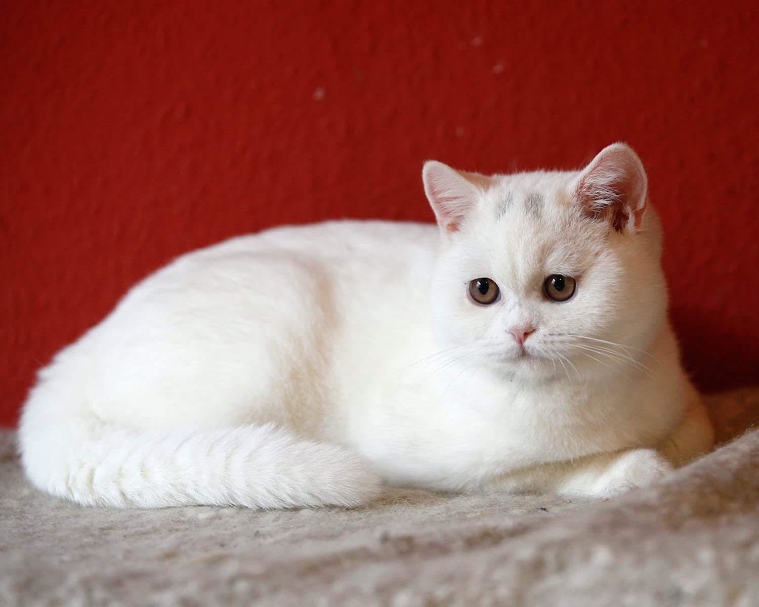 Белая британская кошка: длинношерстная, короткошерстная - фото британцев, описание окраса, генетика