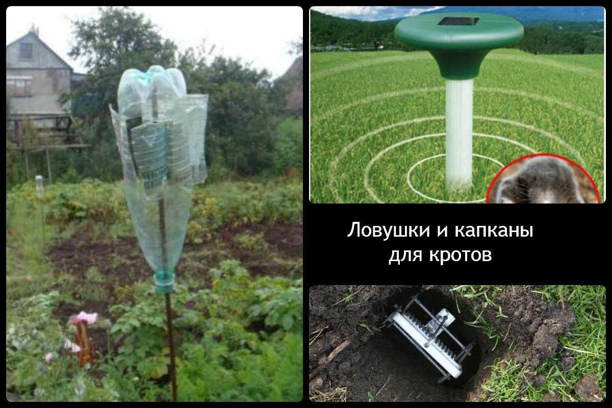 Отпугиватели котов для дома и двора: обзор готовых изделий и инструкция, как сделать самим