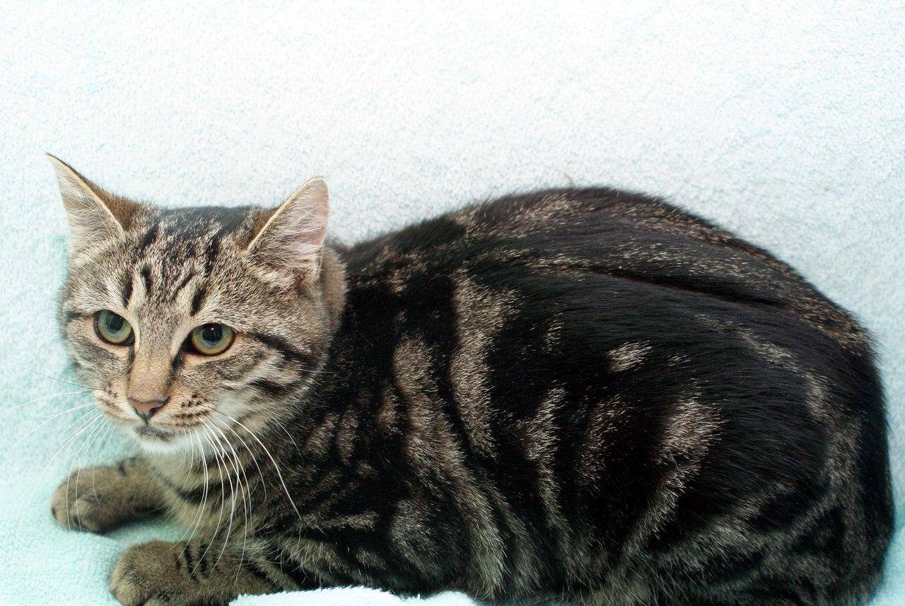 Европейская короткошерстная кошка: наследие кельтов