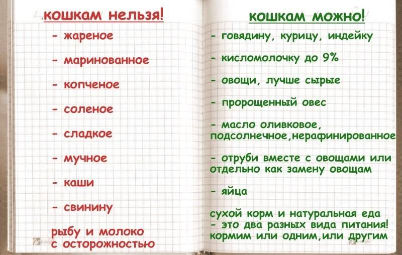 Чем кормить британских котят? чем нельзя кормить британских котят?
