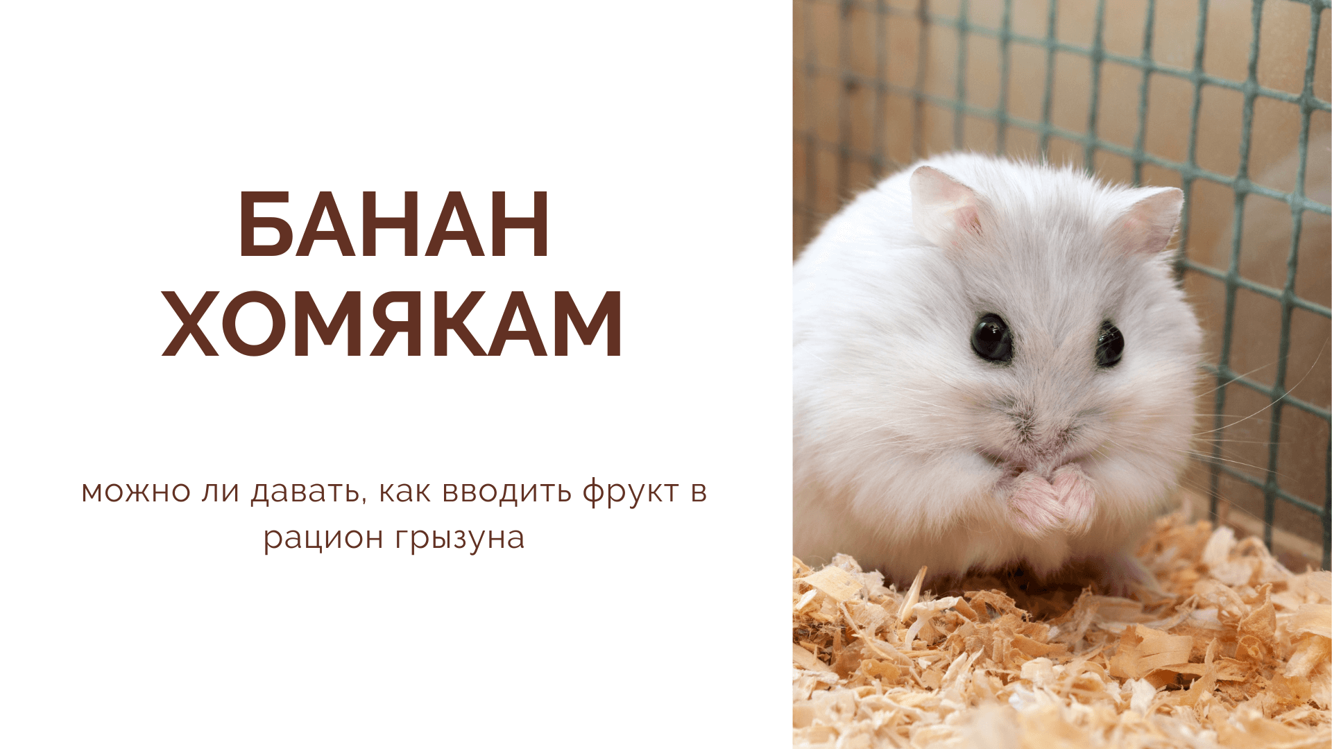 Можно ли кормить хомяка банан