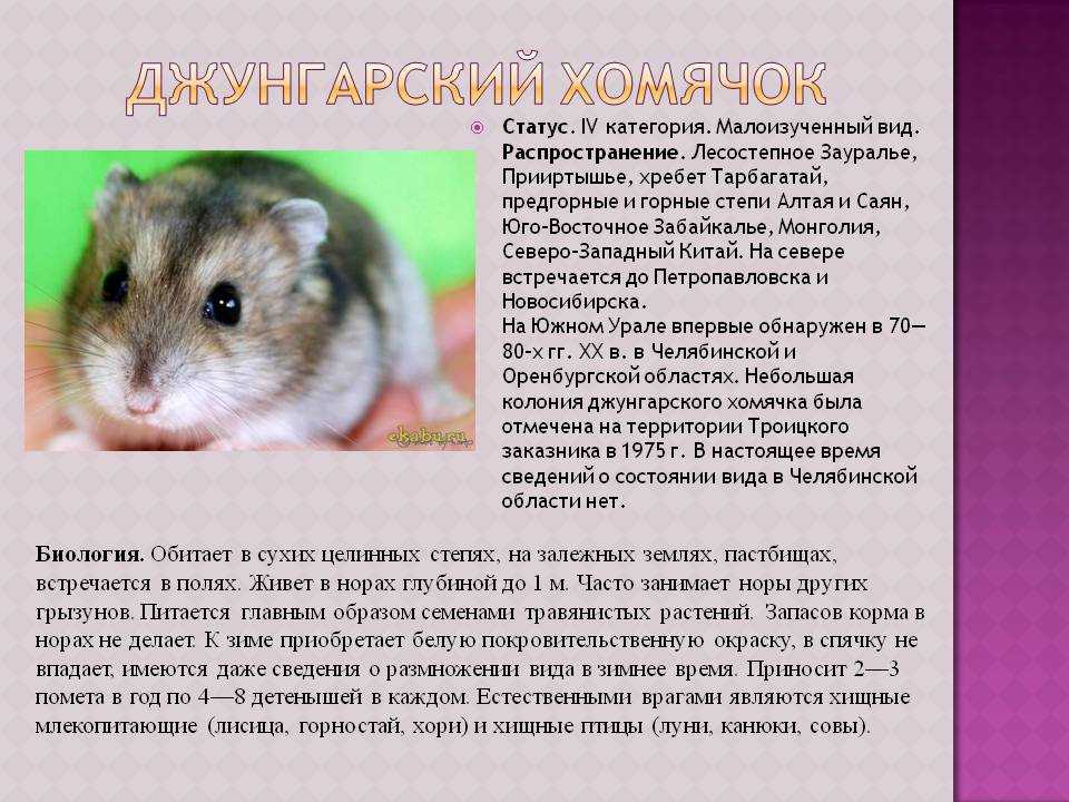 Джунгарский или сирийский хомяк, в чем различия видов