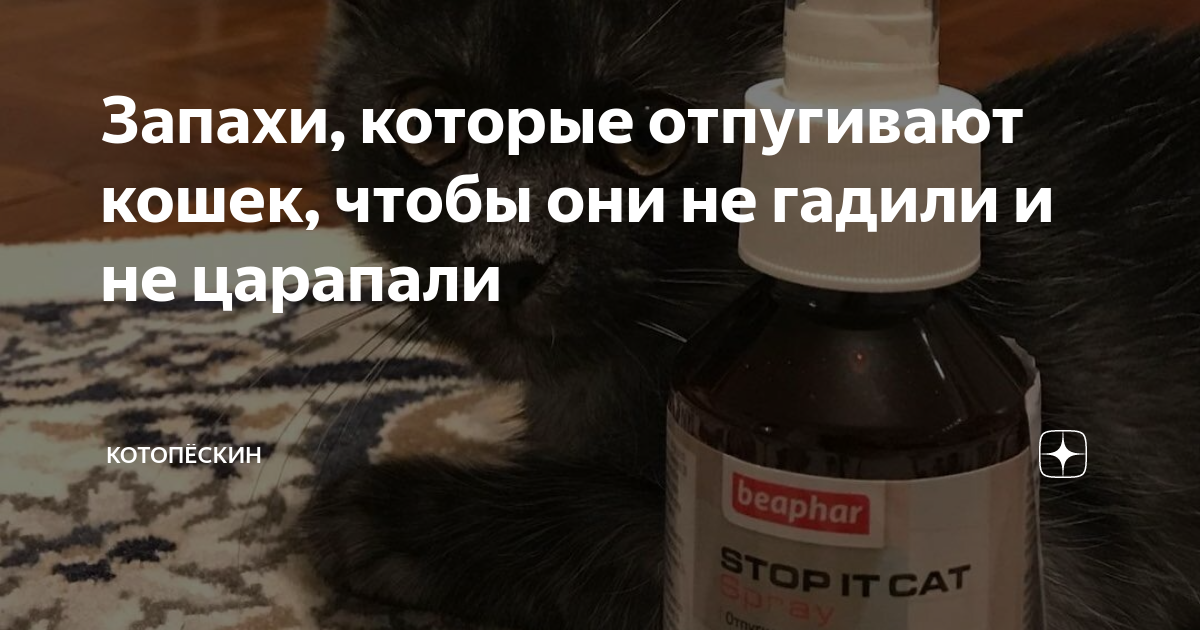 Какие запахи не любят кошки?