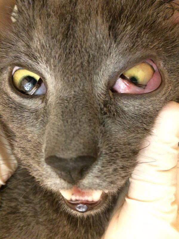Хламидиоз у кошек: признаки и симптомы патологии, основные способы лечения и чем опасен кошачий конъюнктивит