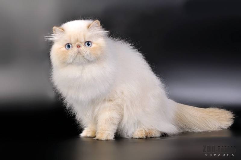 Гималайская кошка: стандарт породы, характер, особенности ухода, стоимость котят