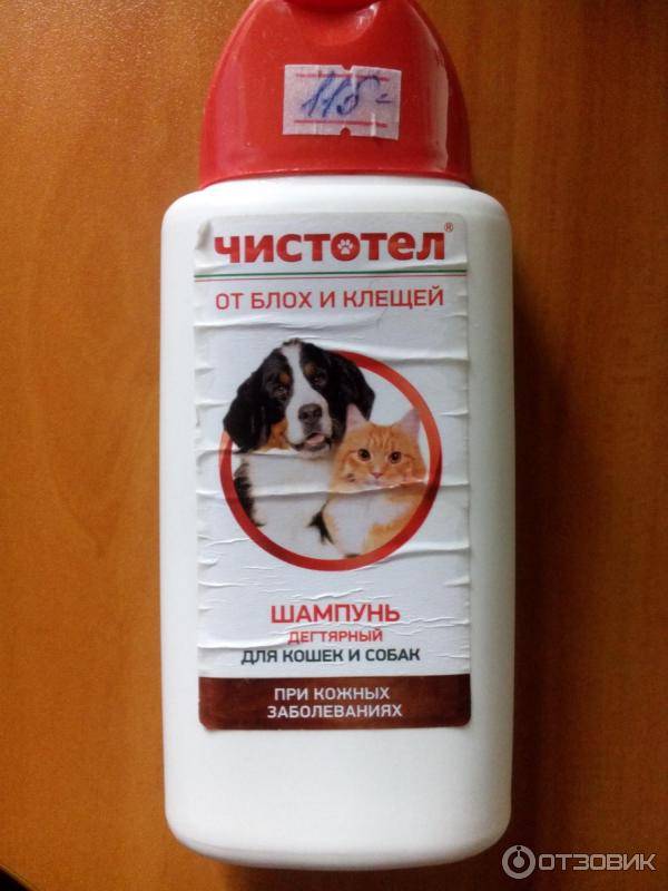 Шампунь для котят от блох: полезные рекомендации по удалению паразитов