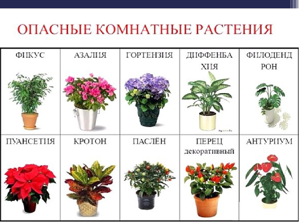 Какие растения опасные для кошек?