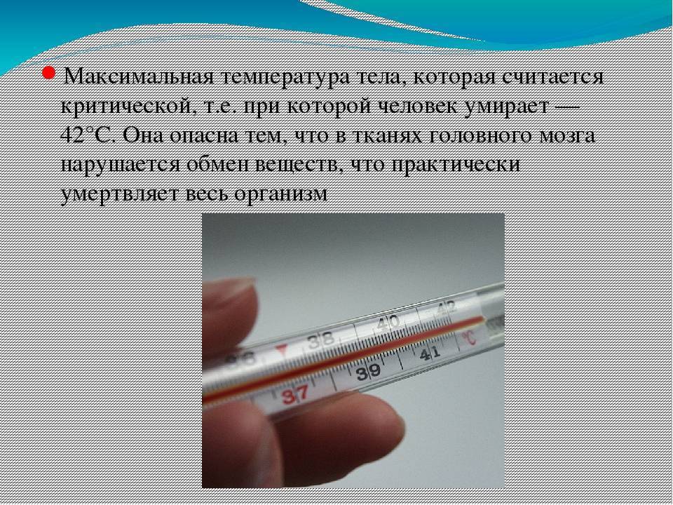 Температура у свиней: какая считается нормальной, повышенной, пониженной