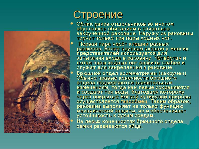 Все, что нужно знать о крабе-отшельнике | рыб