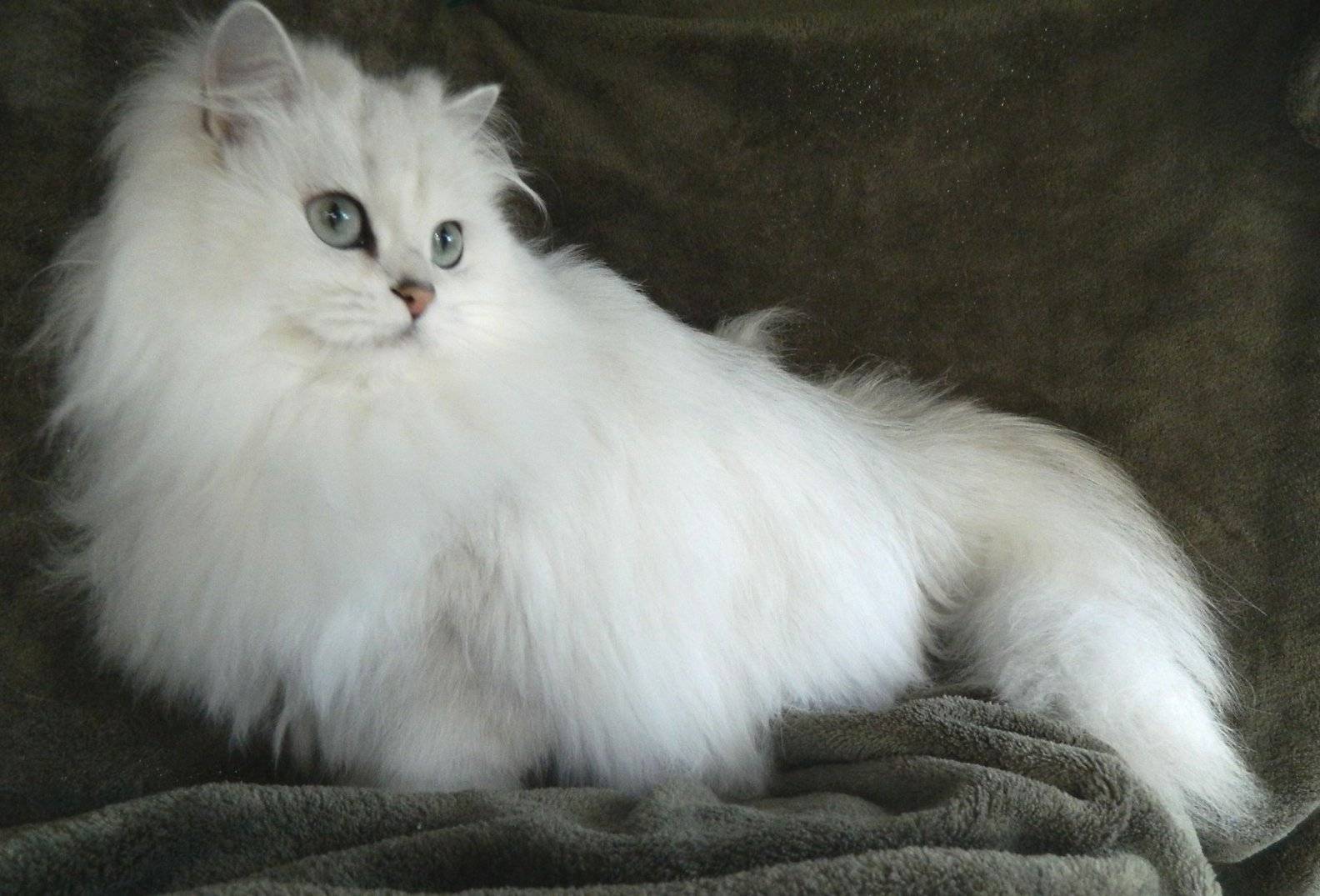 Пушистые породы кошек: весь список официально признанных питомцев (+ фото) | ваши питомцы