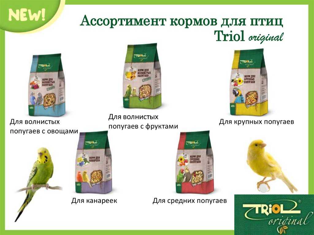 Секреты быстрого приручения попугая кореллы