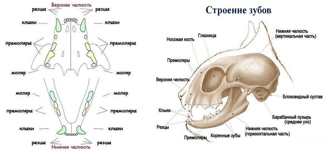 Когда у котов меняются молочные зубы и сколько зубов должно быть у кошек