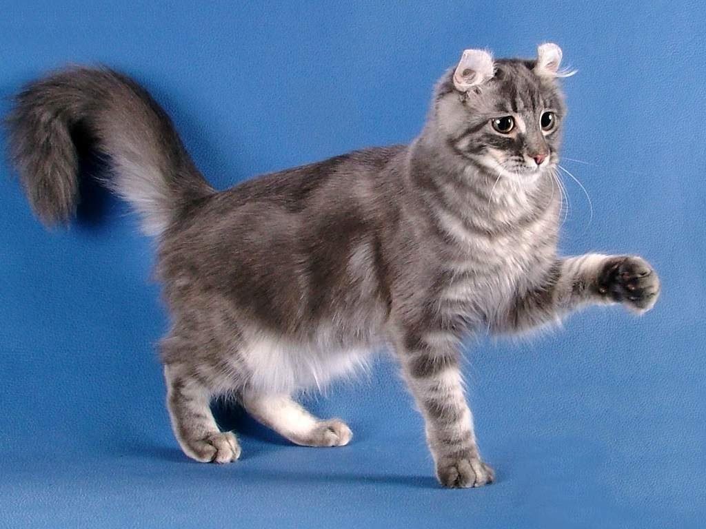 Американский керл