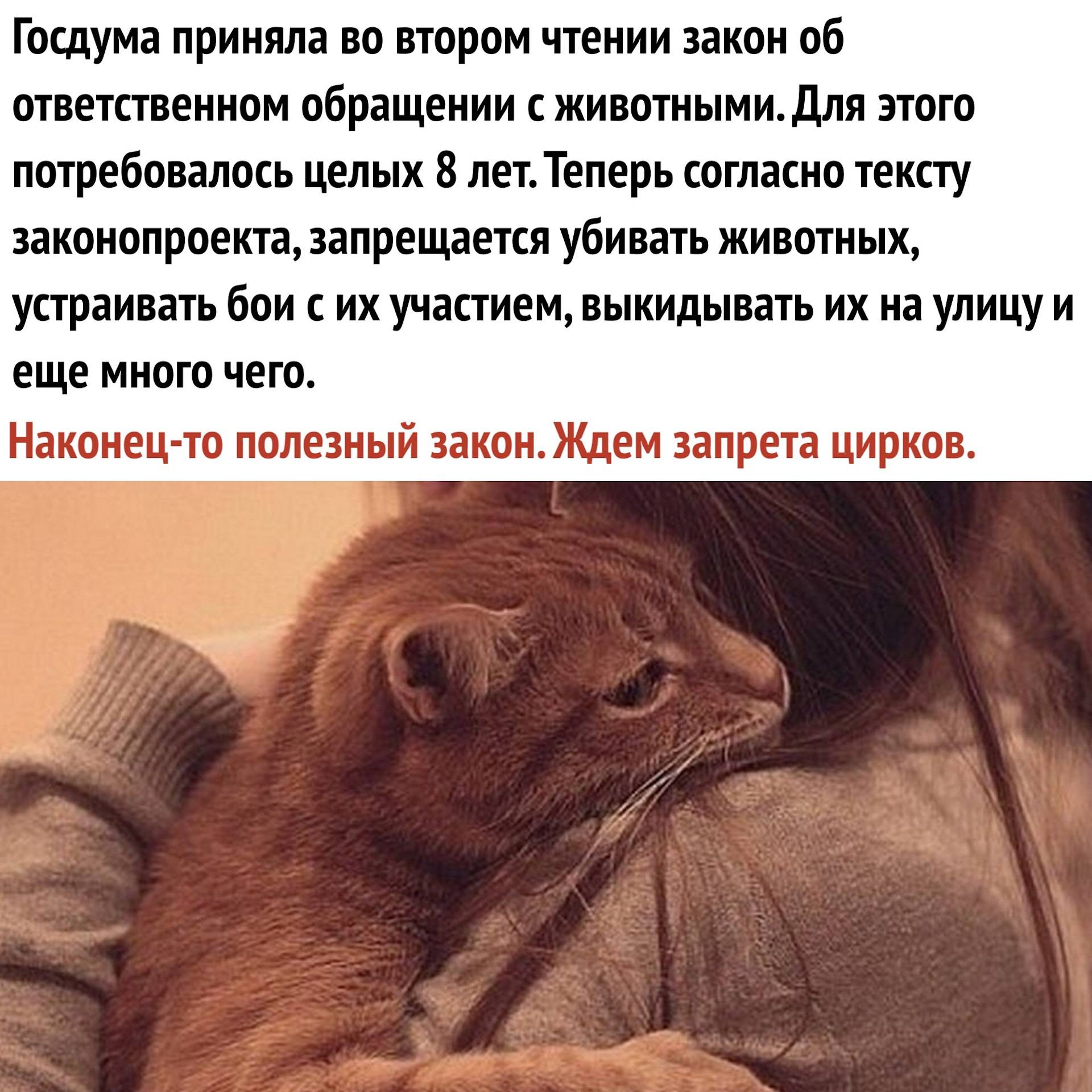 Почему нельзя целовать кошек в морду