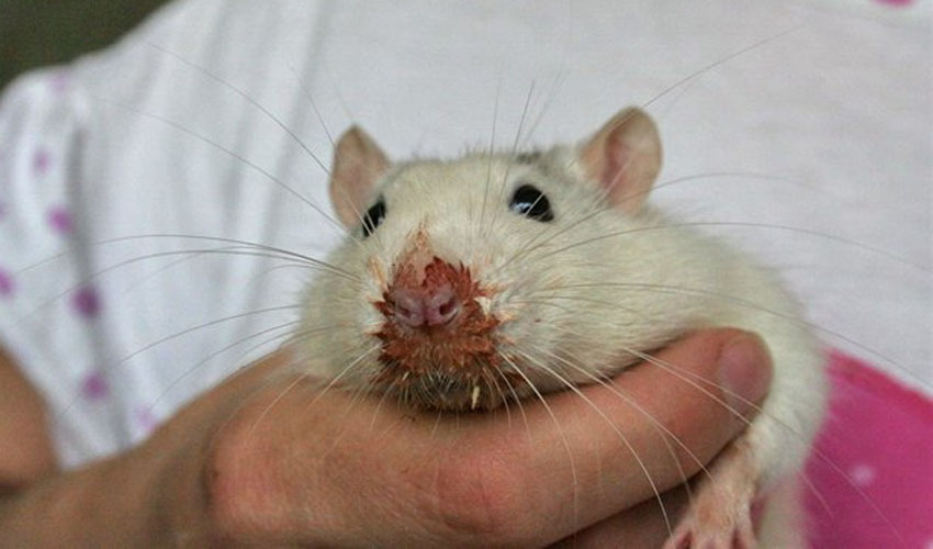 Инфекционные и паразитарные заболевания домашних крыс, опасность для человека