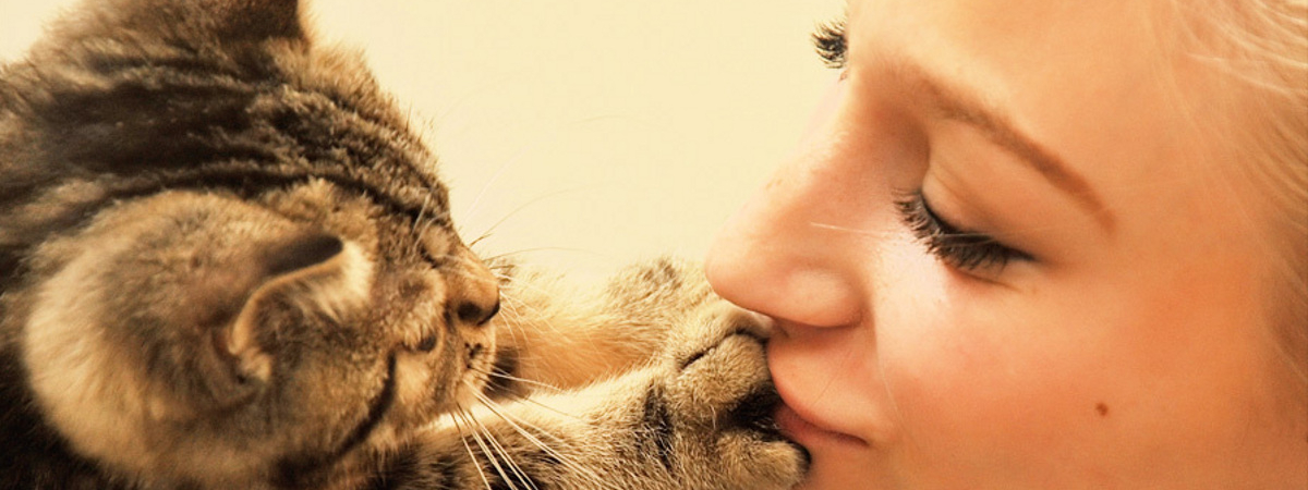 Можно ли целовать кошек? | узнайте о последствиях!