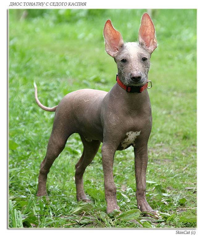 Ксолоитцкуинтли (мексиканская голая собака) – описание породы