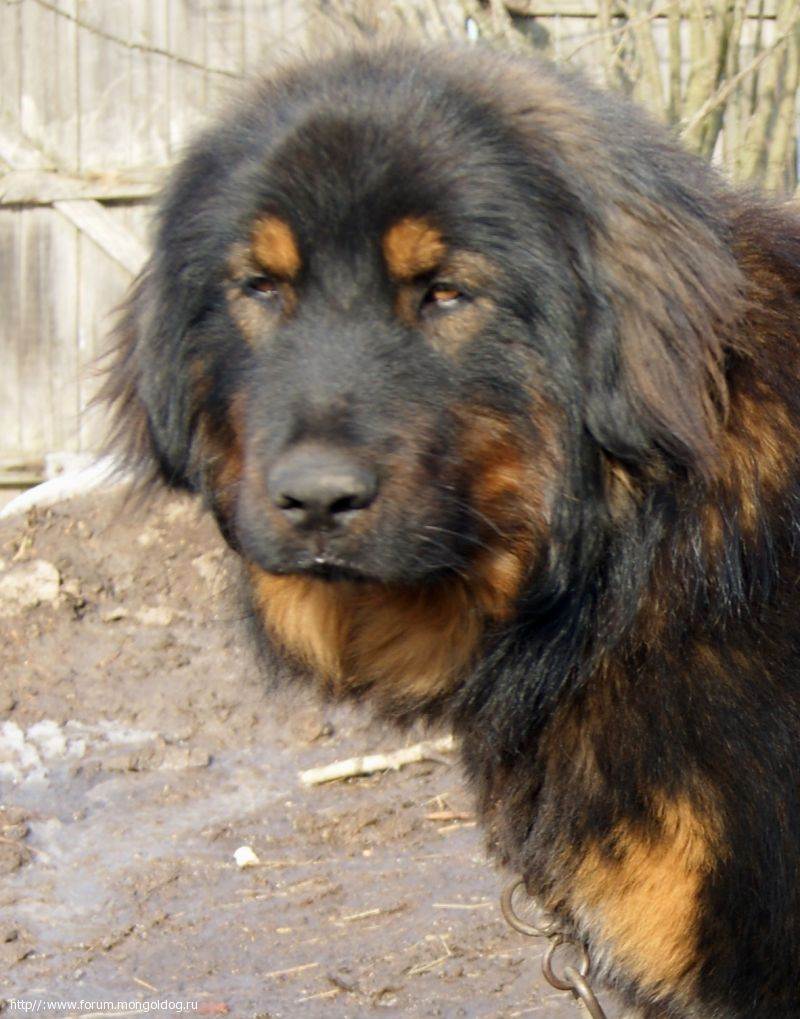 Бурят-монгольский волкодав: описание, фото, характер и уход за собакой хотошо