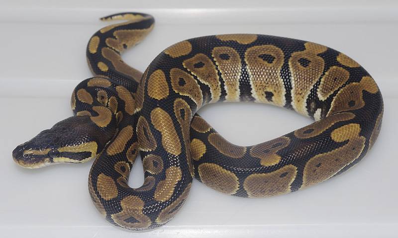 Питон кормление. питон королевский нормал (python regius). питание в неволе