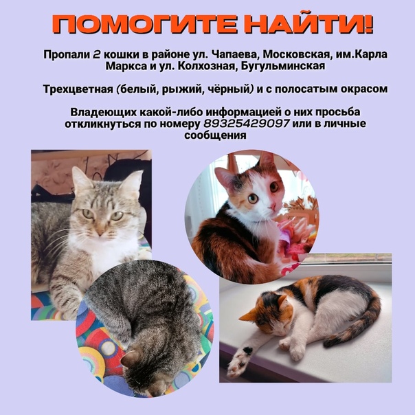 Трехцветная кошка в доме - приметы и суеверия
