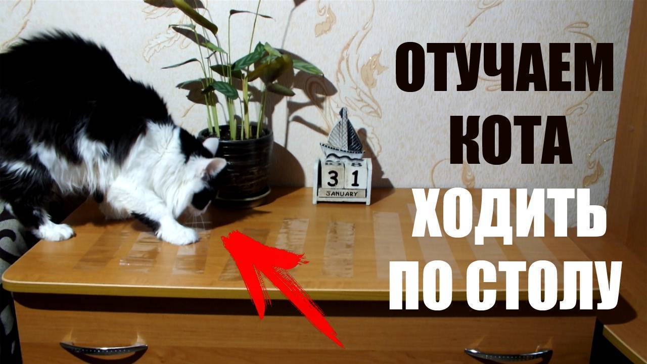 Как отучить кота лазить по столам и воровать еду? :: syl.ru