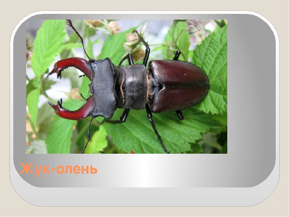 Жук-рогач