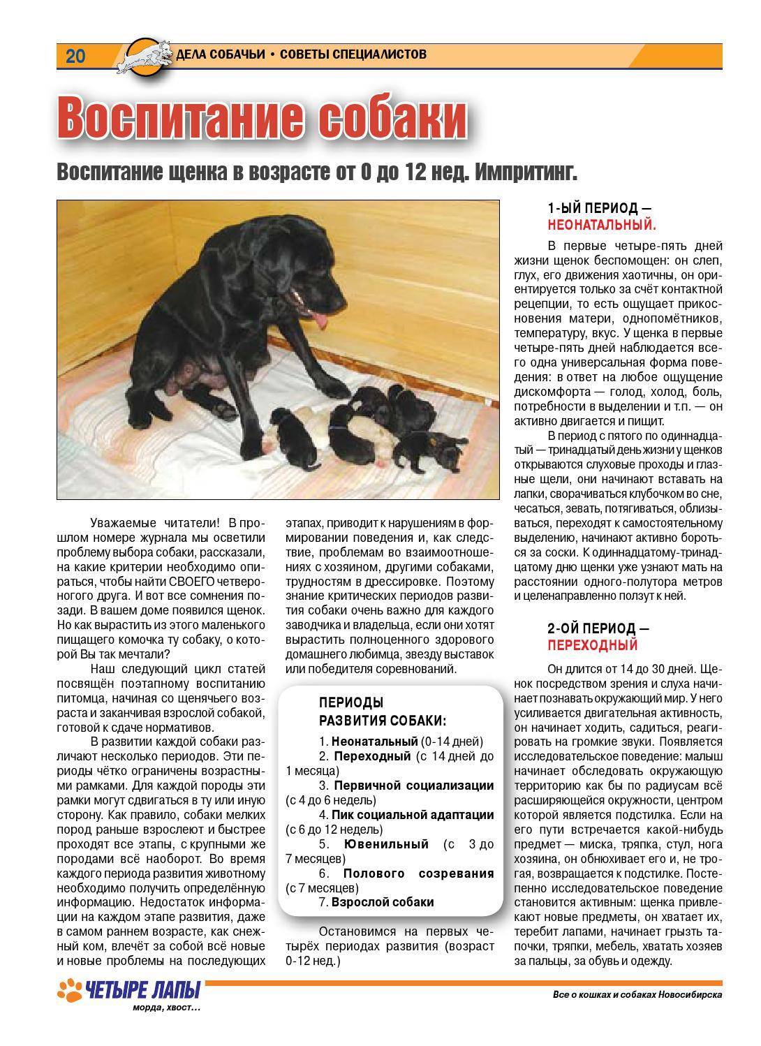 Как воспитывать котенка правильно и сделать ласковым и спокойным