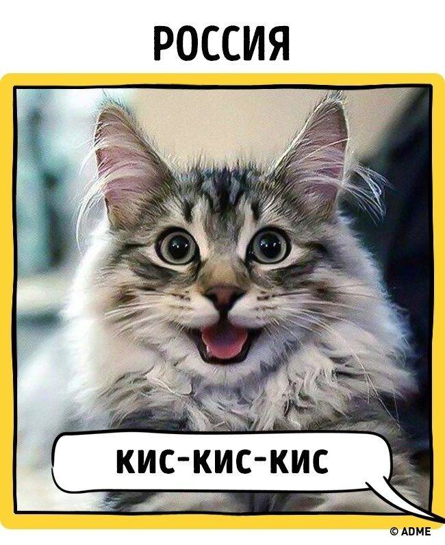 Клички для экзотических кошек и котов