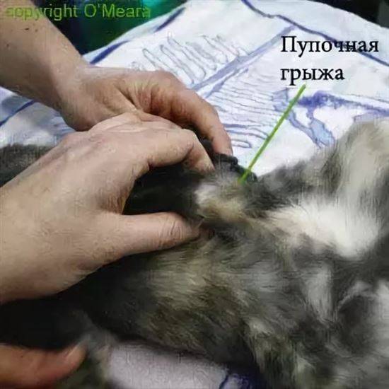 Симптомы грыжи у кошек: виды и причины патологий, лечение, профилактика