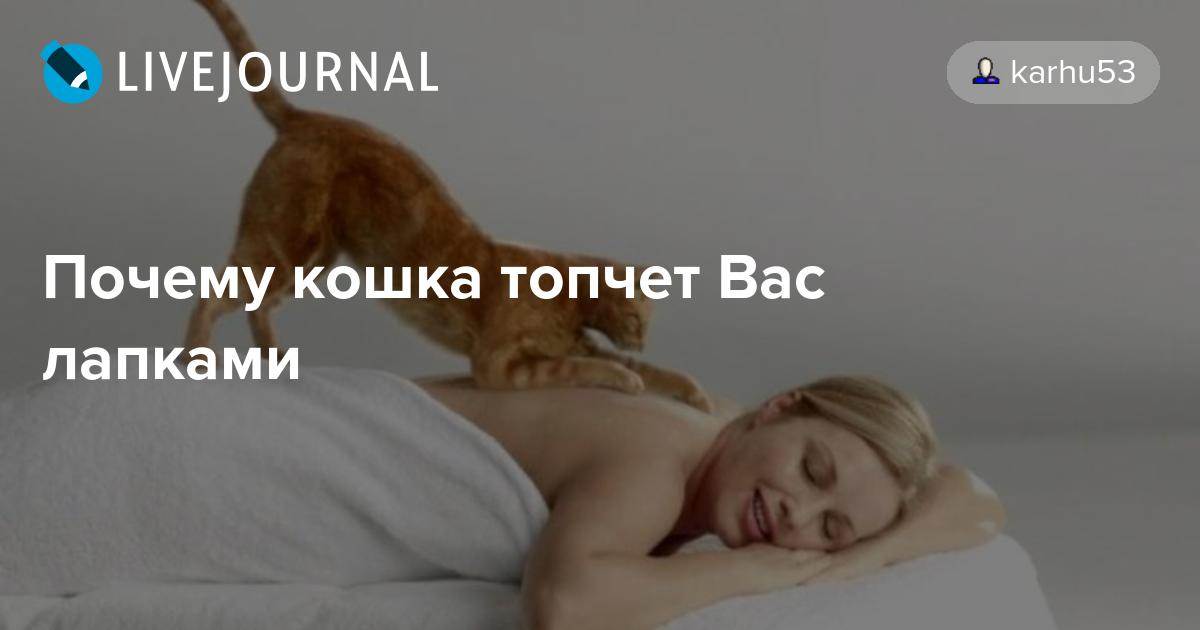 Почему кошки топчут нас лапками: мнение ученых и народная молва о том, почему кот может топтаться на хозяине