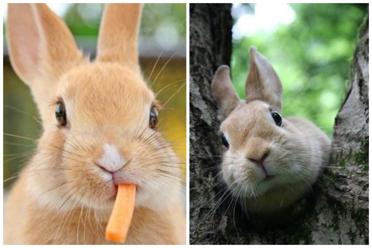 Забавные кролики и необычные факты о них
