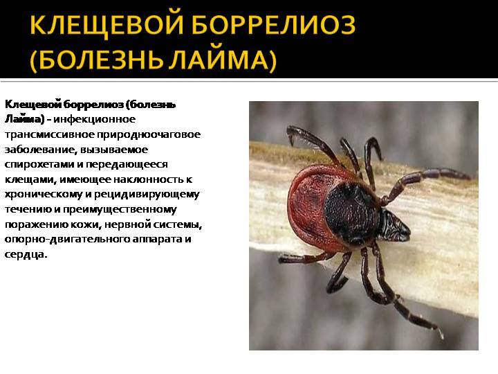 Клинические рекомендации (протокол лечения) оказания медицинской помощи детям больным болезнью лайма