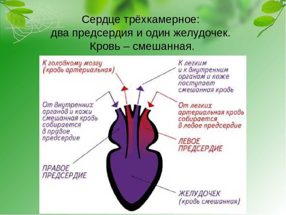 Сколько камер в сердце у черепах. скелет черепахи: строение. строение черепахи сухопутной, красноухой в разрезе. пищеварительная система черепах