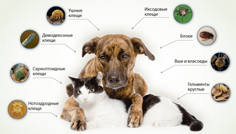 Симптомы и лечение глистов у кошек